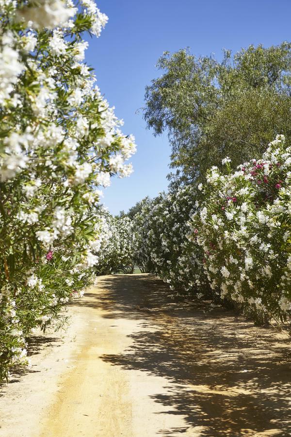 فندق Hacienda De San Rafael لاس كابيثاس دي سان خوان المظهر الخارجي الصورة